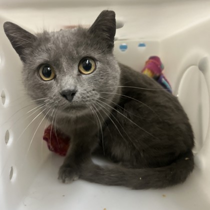 "Sugar Loaf" - Adoption Hold!