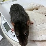 Gouda-Required Couple