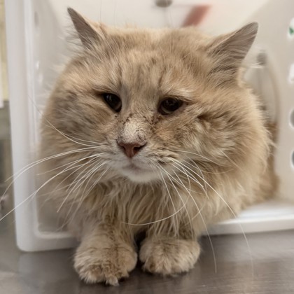 "Cassian" - Adoption Hold!