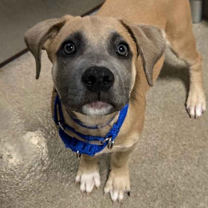 Denver - Available Fri. Apr. 3 @ 12pm