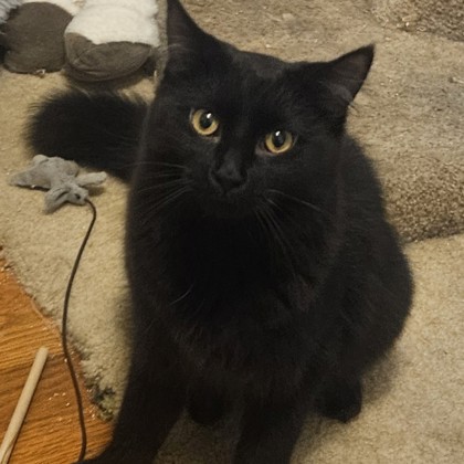 Jasper