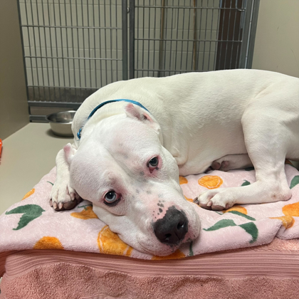 Xena - Video, Staff Pick & Benchwarmer!