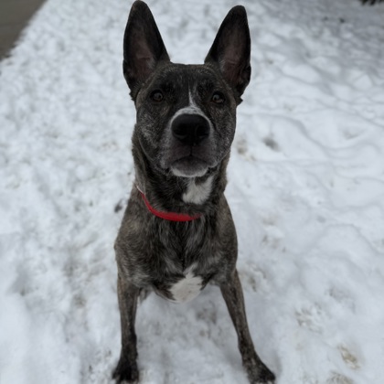 Remy - Staff Pick & Benchwarmer!