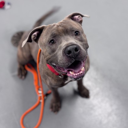 Plutonium - Benchwarmer!