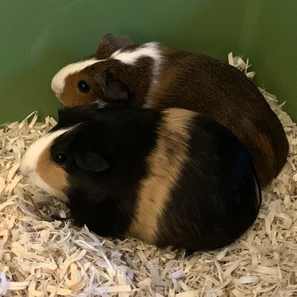 Brownie - Required Couple