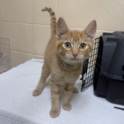 "Cooper" - Adoption Hold!
