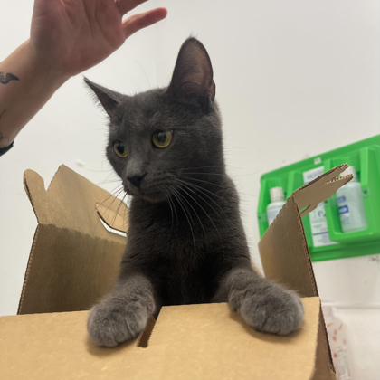 "Bamalam"-Adoption hold