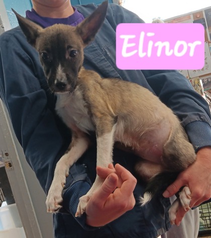 Elinor - Available Sat. Dec. 13 @ 3pm!