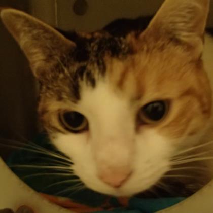 Kitty Amazing