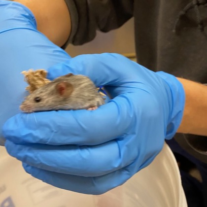 Cheese Curd