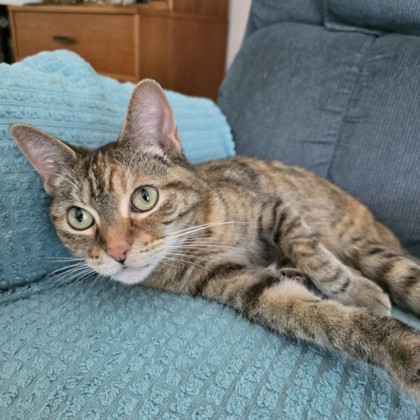 Katina