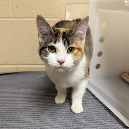 "Peach" - Adoption Hold