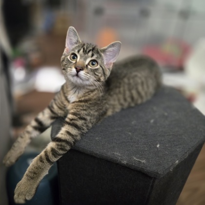 Meowsie