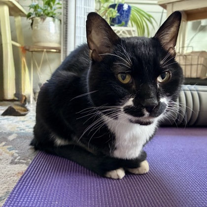 Pipevine Swallowtail