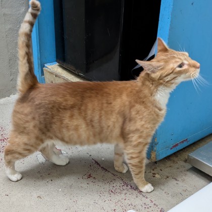 Caramel