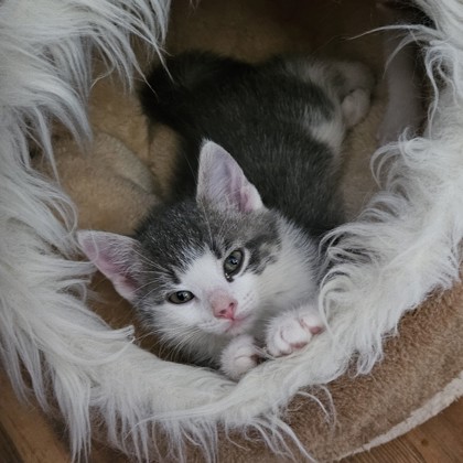 Sleepy