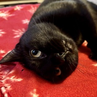 Nova