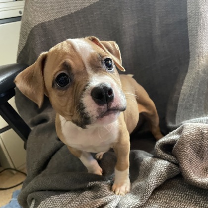 Cinnamon