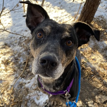 Apollo - Benchwarmer! Volunteer Pick!