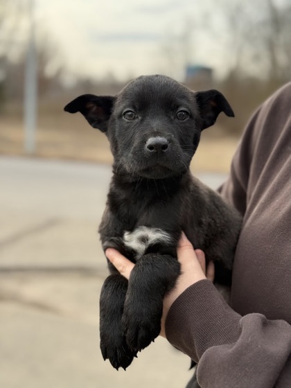 Harvey- Telethon Hold