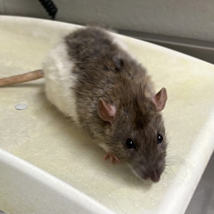 Angel- Required Pair!