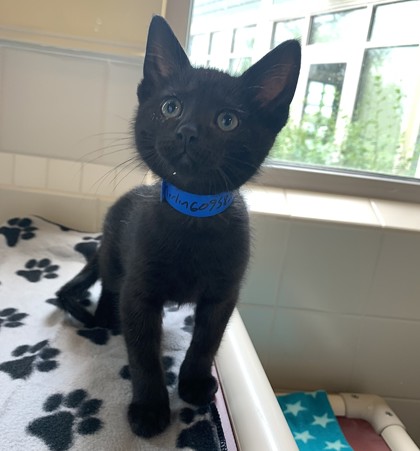 Merlin