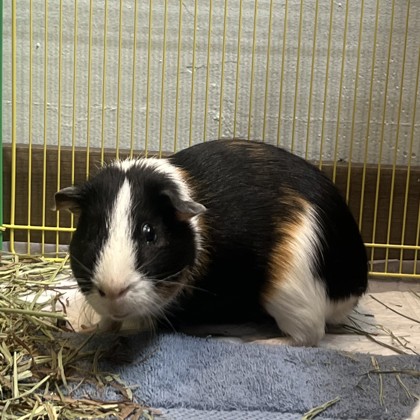 Muffin - Required Pair!