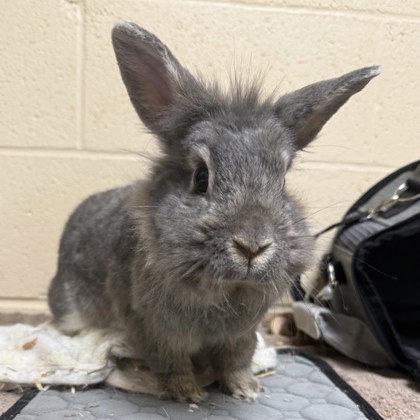 Merlin