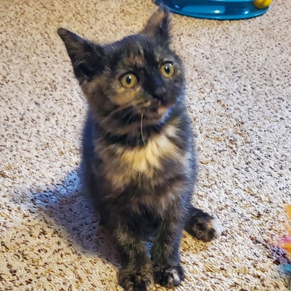 Clementine