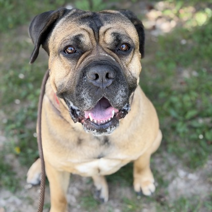Canelo
