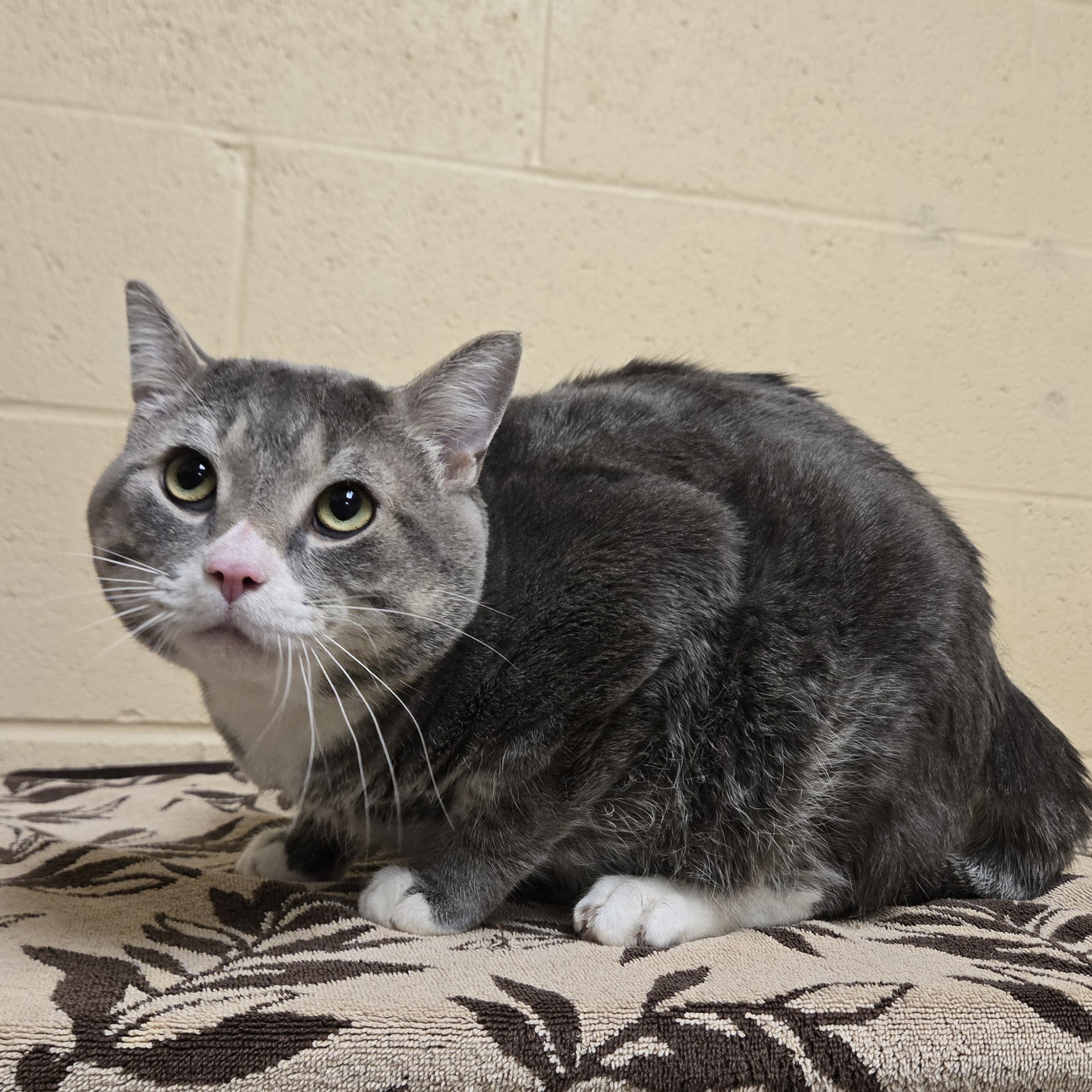 Trouble- Petco Lake Geneva!