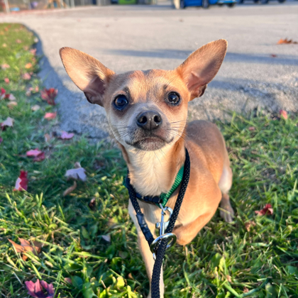 Gizmo
