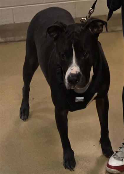 Milo