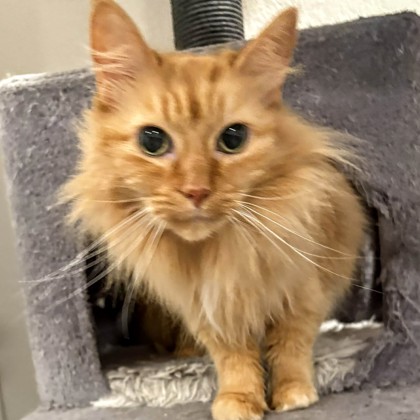 Duck - Required Couple!