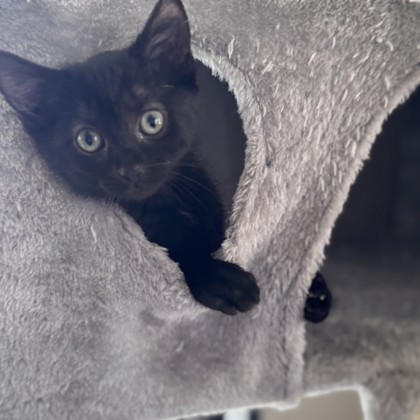 Phoebe