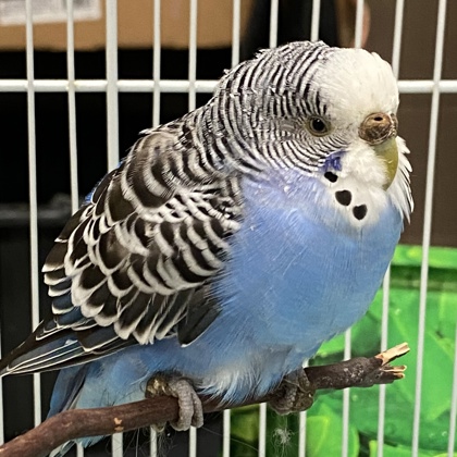 Peri Birb