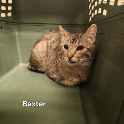 “Baxter”