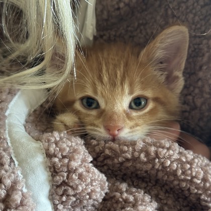 Garfield