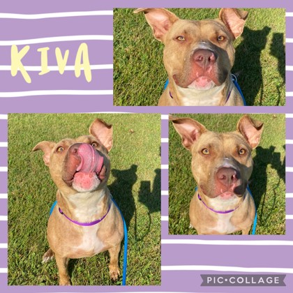 Kiva - Benchwarmer!