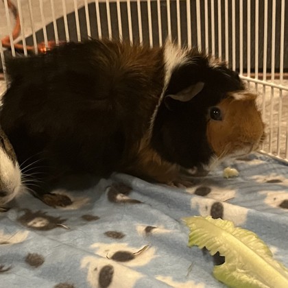 Little Man-Bonded Pair