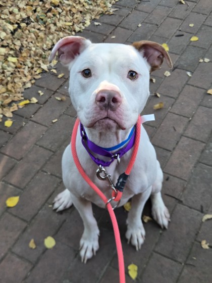 Max