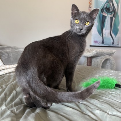 Basil