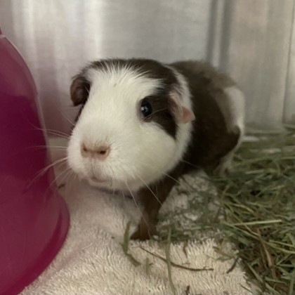 Coco - Required Pair!