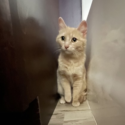 Bug - Available from Foster!