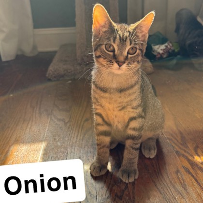 Onion
