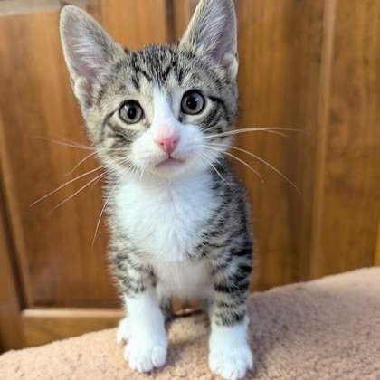 Pinocchio - Available Sat. Dec. 13 @ 3pm!