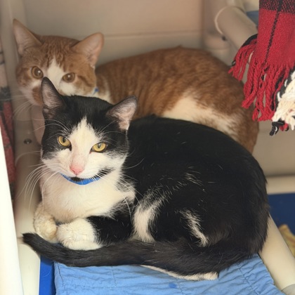 Colby - Required Pair!