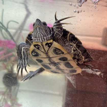 Sheldon