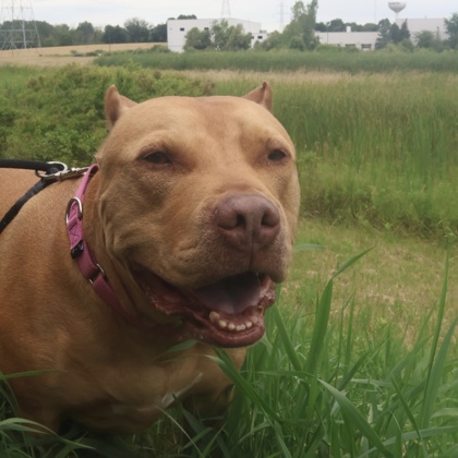 Hooch - Volunteer Pick!