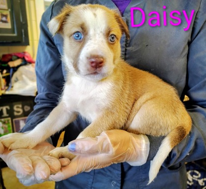 Daisy